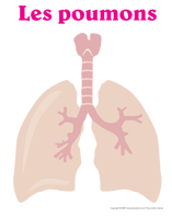 Ouvrir image poumons